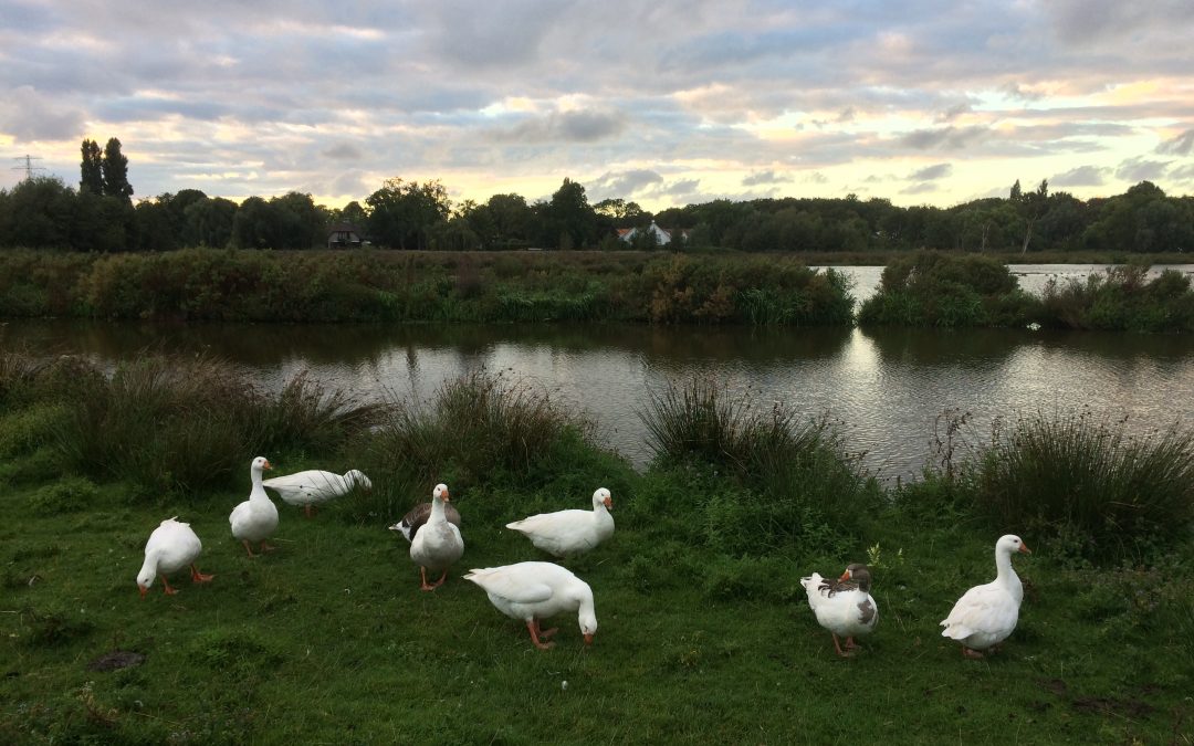 Polders Poelgeest