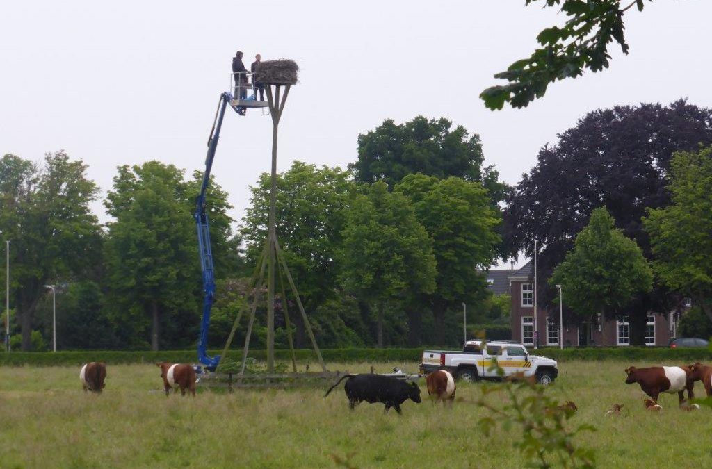 Zaterdag 13 juni worden de jonge ooievaars op Oostergeest geringd